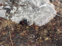 Astylus aulicus