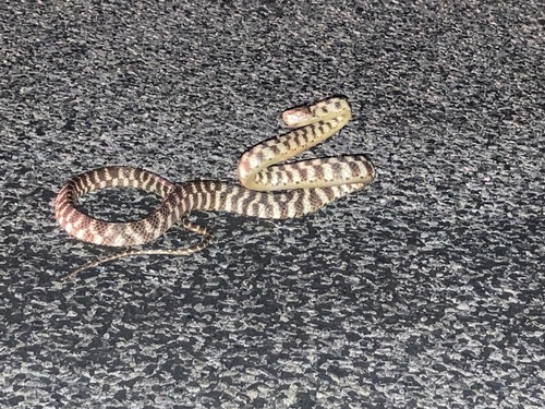 Brown Tree Snake sighting