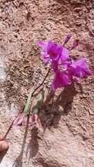 Bletia