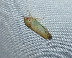 Polana quadrinotata