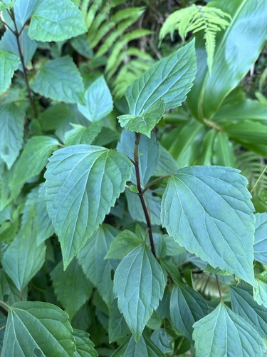 Ageratina adenophora observed 2024-12-14