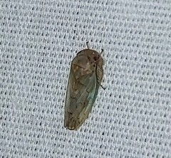 Polana quadrinotata