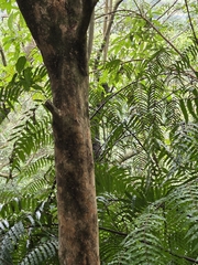 Syzygium elliptifolium, photograph (c) 賴碧珠, some rights reserved (CC BY)