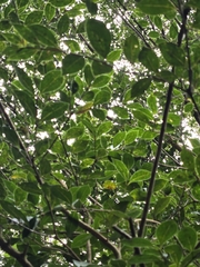 Syzygium elliptifolium, photograph (c) 賴碧珠, some rights reserved (CC BY)