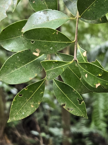 Syzygium elliptifolium, photograph 4