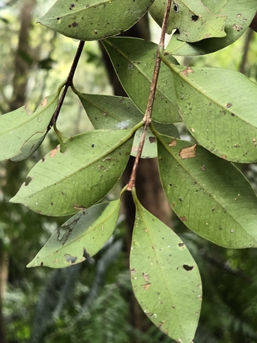 Syzygium elliptifolium, photograph 5