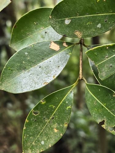 Syzygium elliptifolium, photograph 6