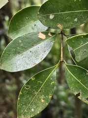 Syzygium elliptifolium, photograph (c) 賴碧珠, some rights reserved (CC BY)