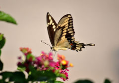 Heraclides cresphontes