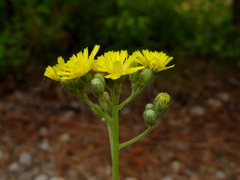 Pilosella piloselloides