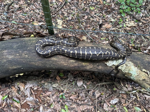 Coastal Carpet Python sighting