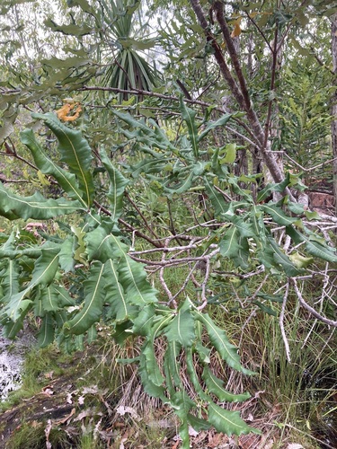 Image of Banksia dentata by (c) Thomas Mesaglio, some rights reserved (CC BY)