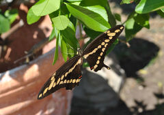 Heraclides cresphontes