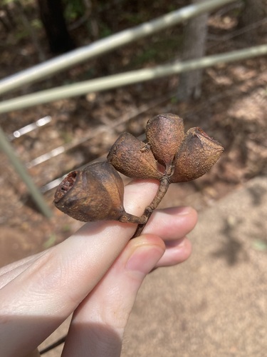 Northern Stringybark (Eucalyptus tetrodonta)