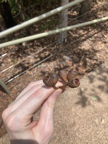 Image of Eucalyptus tetrodonta by (c) Thomas Mesaglio, some rights reserved (CC BY)