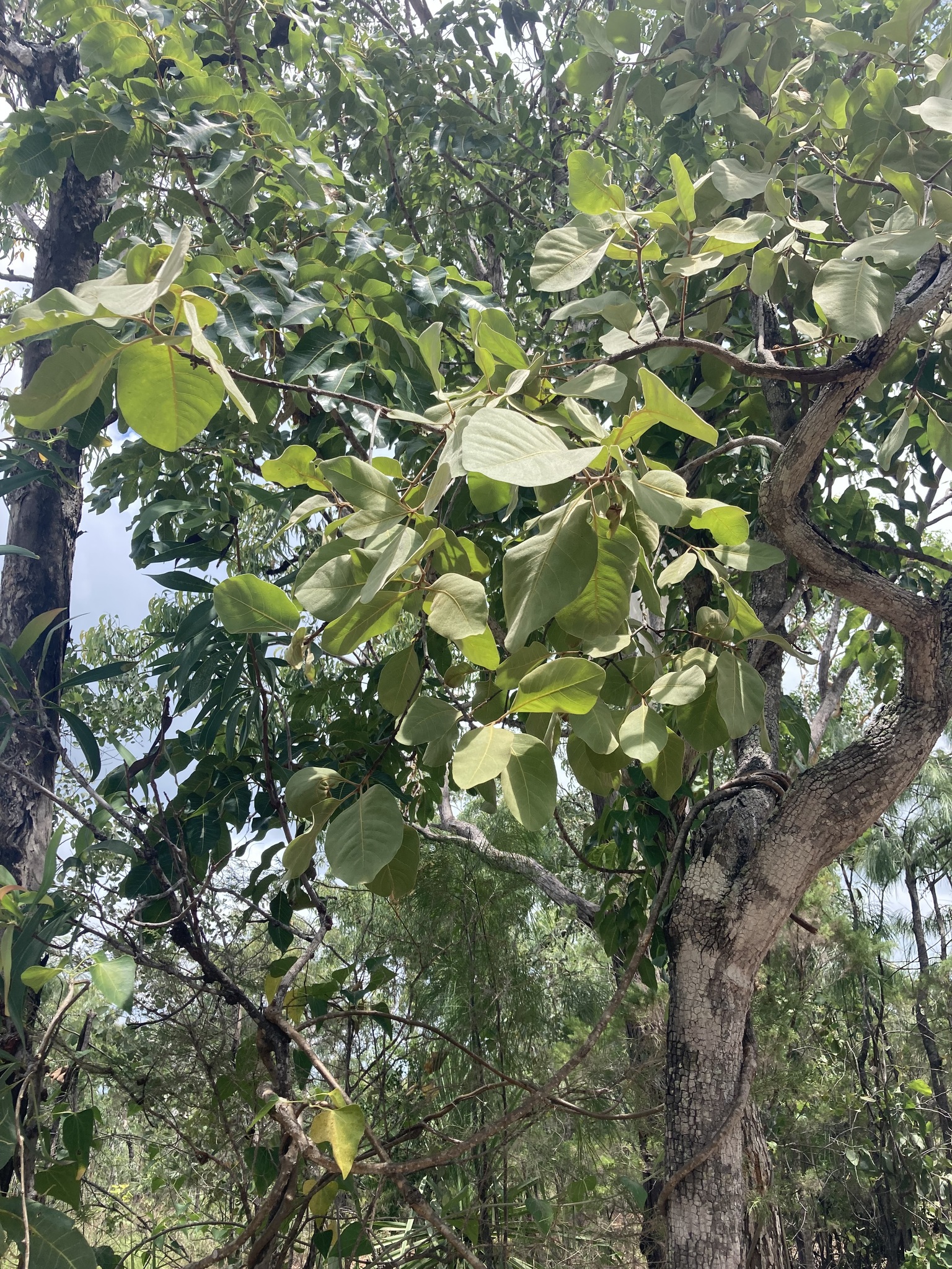 Planchonella arnhemica