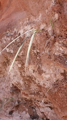 Bletia