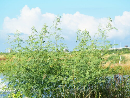 Image of Sesbania cannabina by no rights reserved