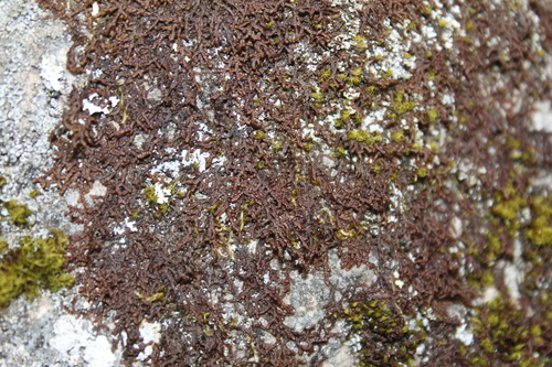 Image of Frullania asagrayana by (c) Alex Karasoulos, some rights reserved (CC BY)