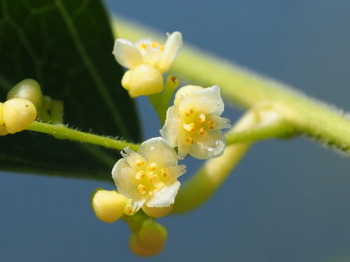 Image of Nephroia orbiculata by no rights reserved