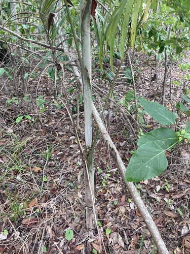 Image of Carpentaria acuminata by (c) Thomas Mesaglio, some rights reserved (CC BY)