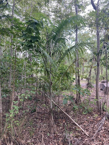 Image of Carpentaria Palm (Carpentaria acuminata) by (c) Thomas Mesaglio, some rights reserved (CC BY)