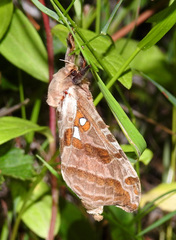 Sthenopis argenteomaculatus