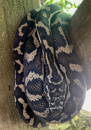 Coastal Carpet Python sighting