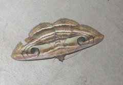 Spirama