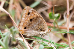 Junonia zonalis