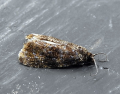 Olethreutes astrologana