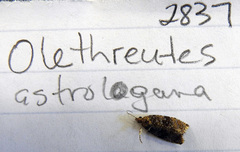 Olethreutes astrologana