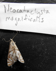Neocataclysta magnificalis