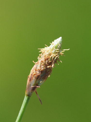 Image of Fimbristylis polytrichoides by no rights reserved
