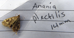 Anania plectilis