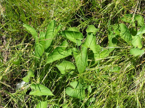 Image of Ipomoea biflora by no rights reserved