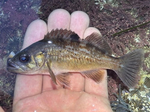 Black Rockfish