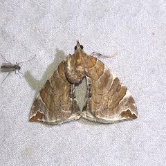 Eulithis molliculata