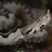 Nose-horned Viper - Photo (c) Katiya (Yekaterina Pavlova), some rights reserved (CC BY-NC), uploaded by Katiya (Yekaterina Pavlova)