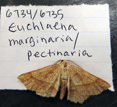 Euchlaena marginaria