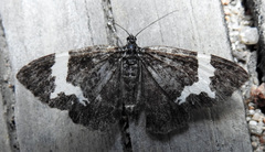 Rheumaptera hastata