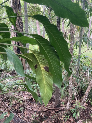 Image of Epipremnum amplissimum by (c) Thomas Mesaglio, some rights reserved (CC BY)