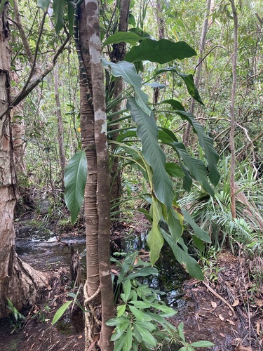Image of Epipremnum amplissimum by (c) Thomas Mesaglio, some rights reserved (CC BY)