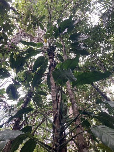 Image of Epipremnum amplissimum by (c) Thomas Mesaglio, some rights reserved (CC BY)