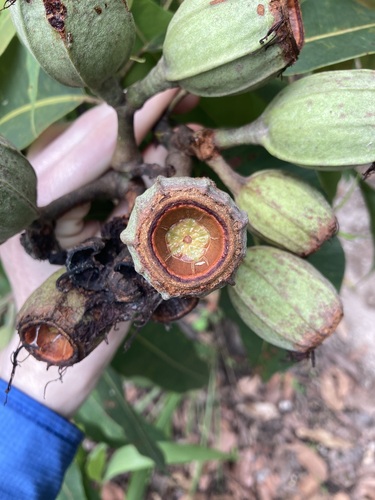 Corymbia ptychocarpa