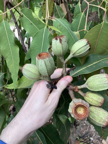 Corymbia ptychocarpa