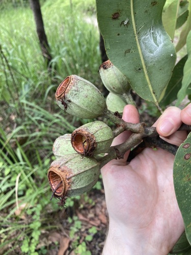 Corymbia ptychocarpa