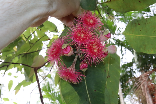 Corymbia ptychocarpa