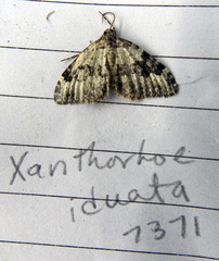 Xanthorhoe iduata