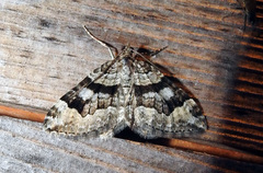 Xanthorhoe abrasaria